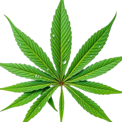 Fresh green cannabis leaf