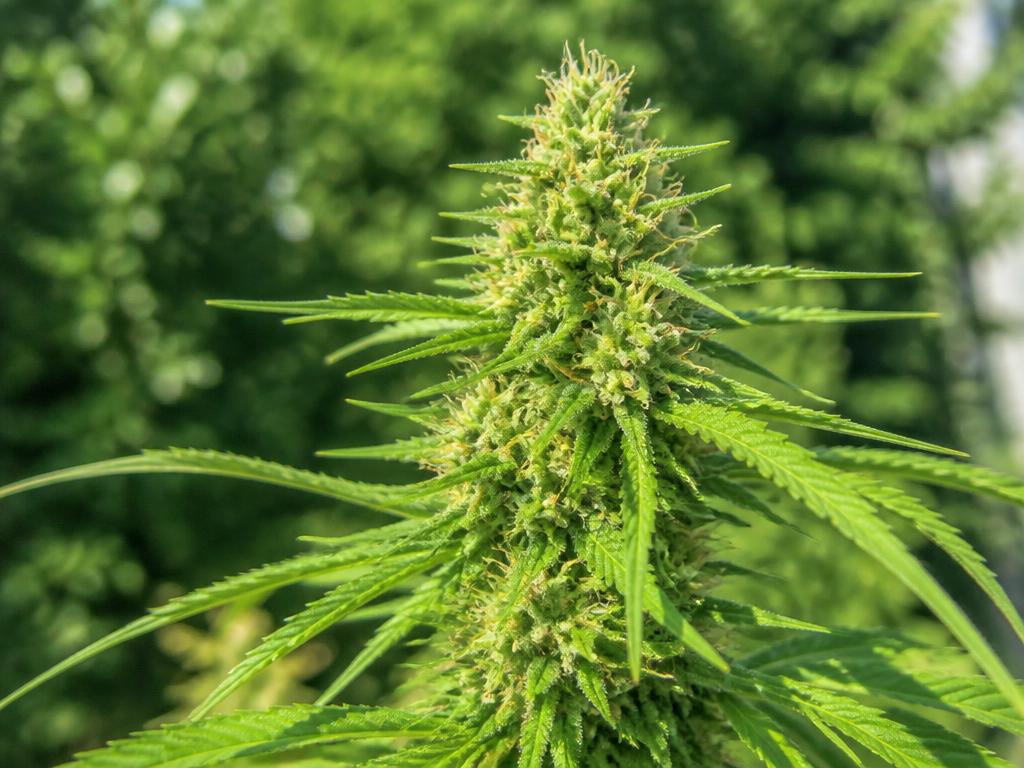 Tall green sativa cannabis plant in sunlight